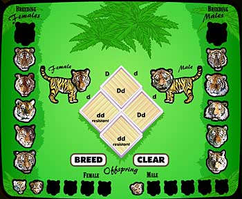 Making tiger matches in Zoo Matchmaker