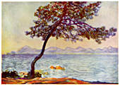 Monet's Pine Tree at Antibes