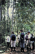 Tourists in rainforest
