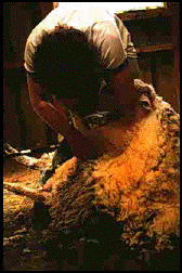 Shearing sheep