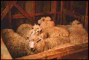 Sheep in pen